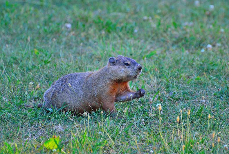 Keeping Out Groundhogs From Gardens