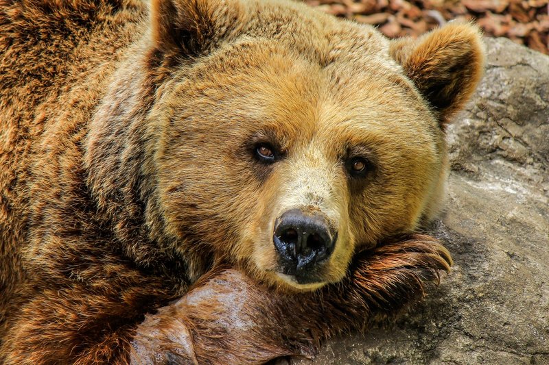 Keep Bears Away! Here's How.