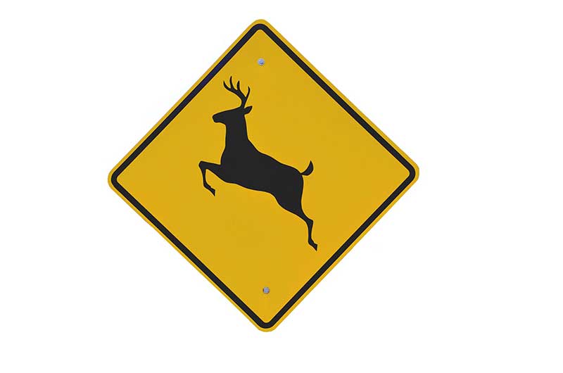 Let's Stop Deer Car Accidents