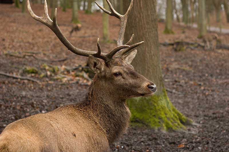 Deer Hunting Season: Nov 15