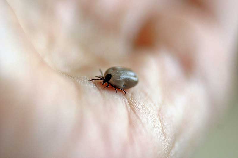 Is Lyme Disease a Bio-Weapon?