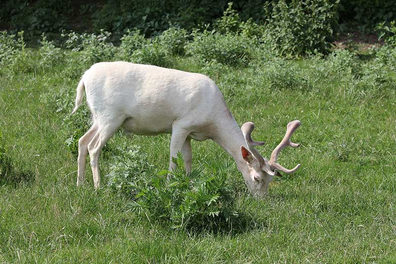 Albino Deer Home In New York
