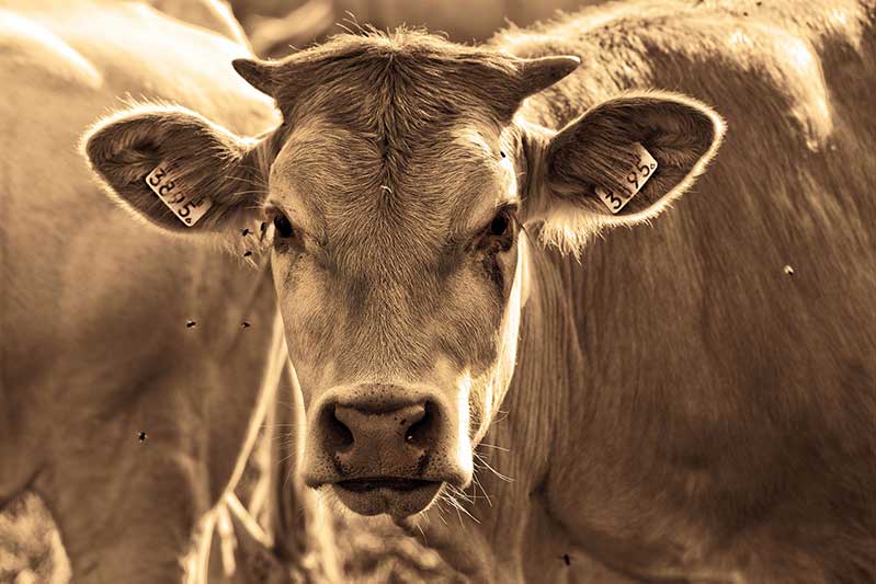 Michigan Cattle At Risk Of Bovine TB