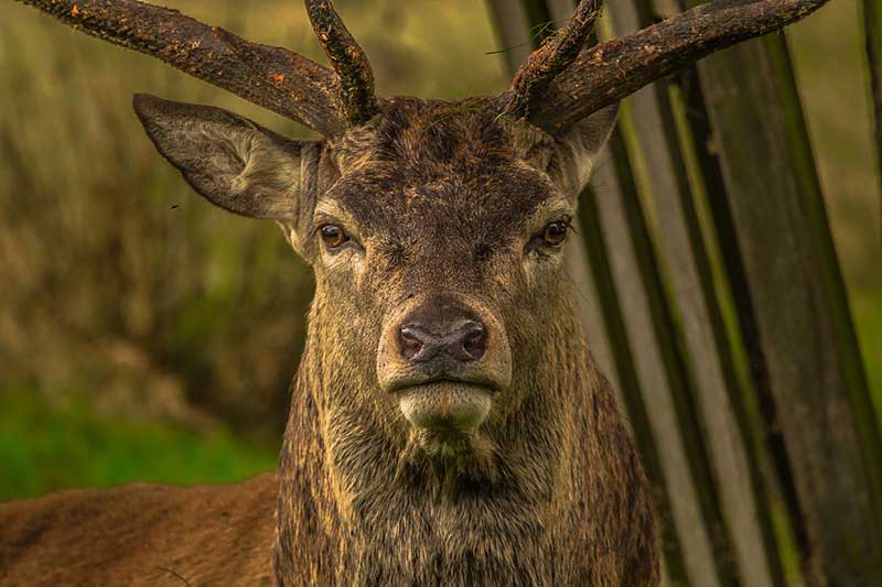 Surviving Deer Attacks
