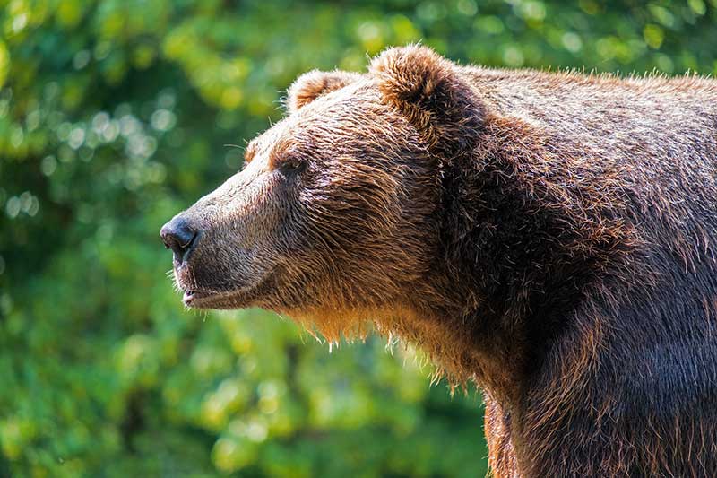 Bear Activity In Fall