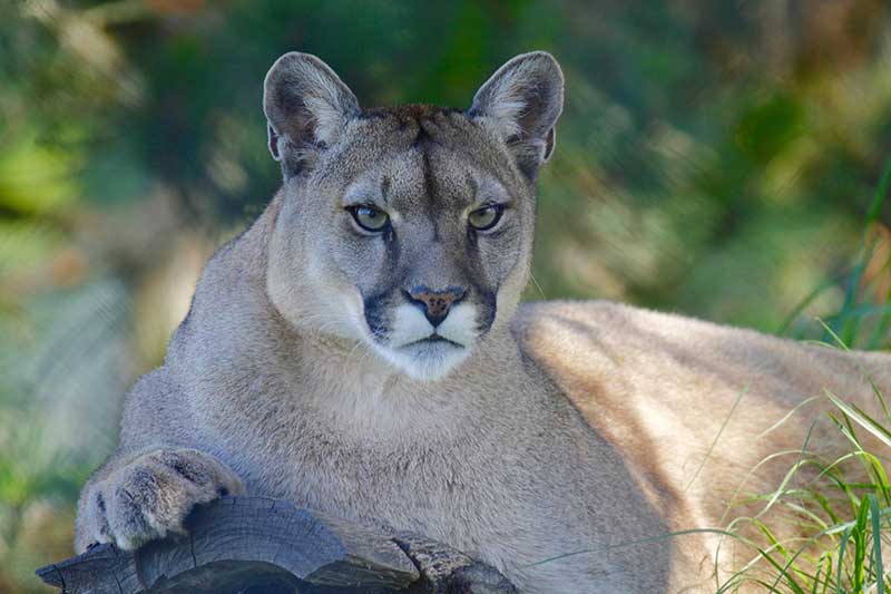 Mountain Lions Facts 101