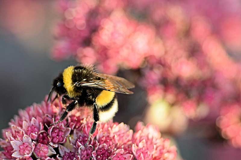 What We Know About Bumblebees