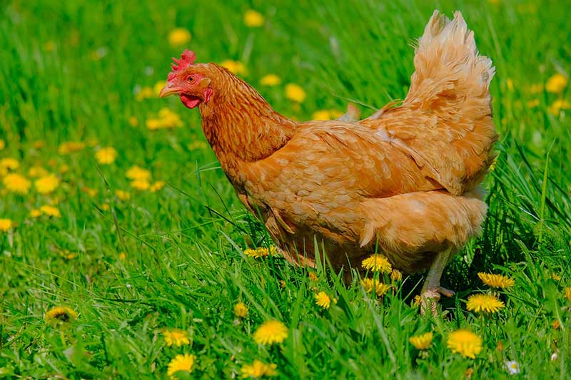 Backyard Chickens For Pest Control