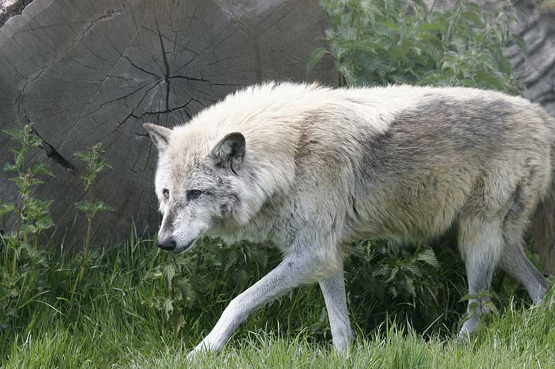 Wolf Protection Coming To An End
