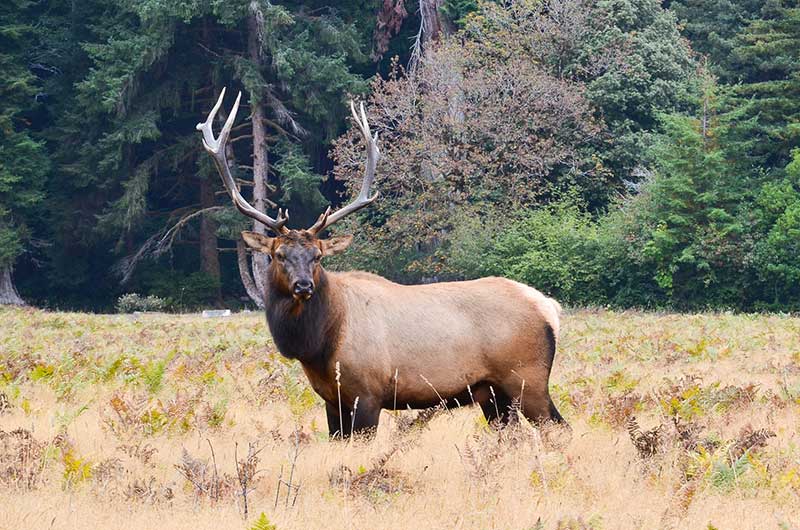 Number Of Elk In America