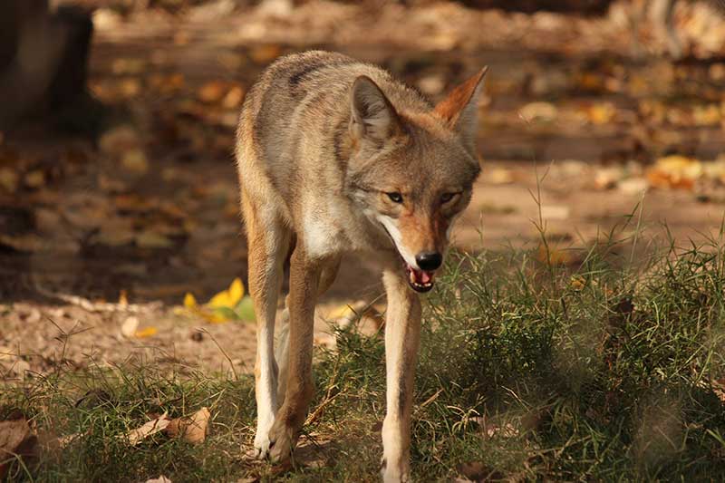 Coyote-Dog Attack In Topsfield Yard