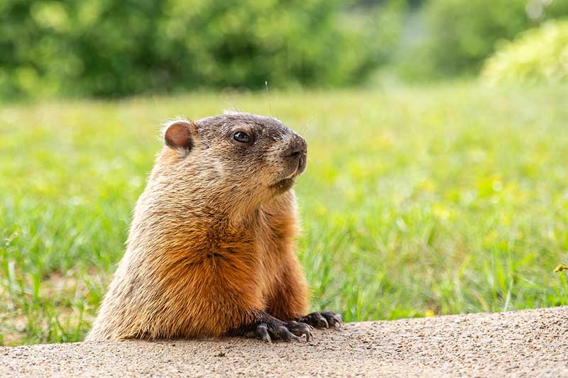 How To Rid Groundhogs From Gardens