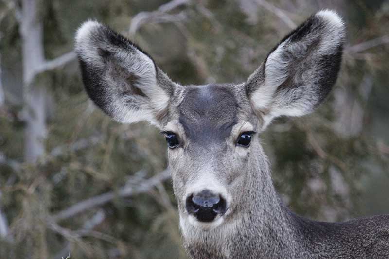 CWD Deer In Jackson Hole
