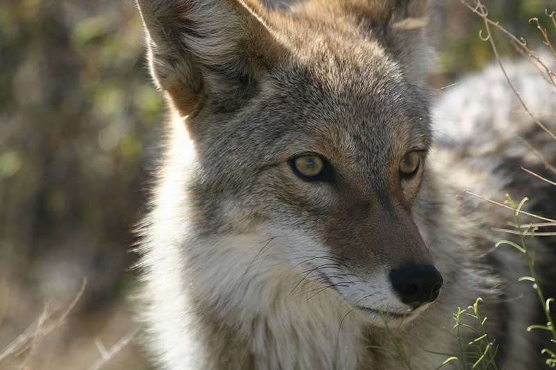 Coyote Kills Dogs, Sudbury