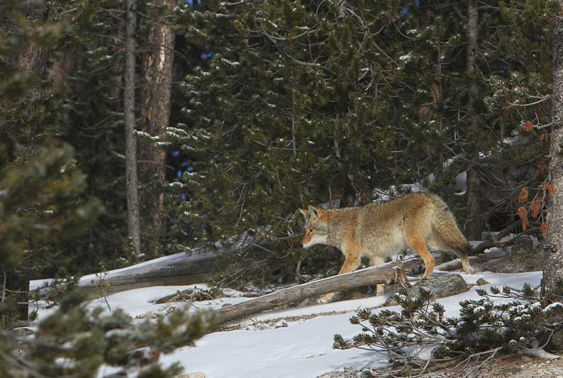 January: Coyote Breeding Season