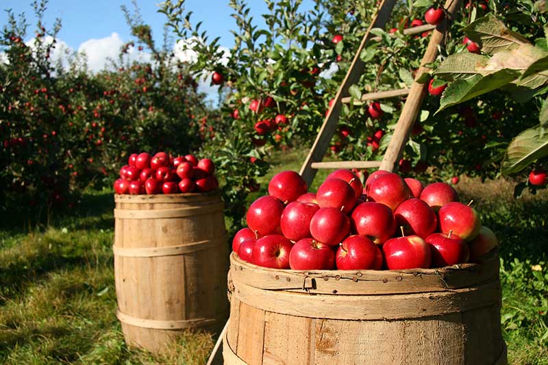 It's National Apple Month