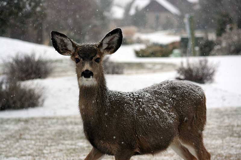 Do Deer Get Cold?