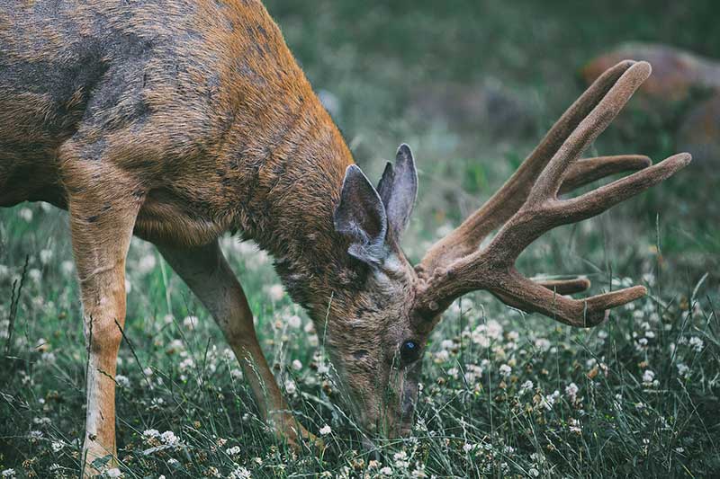 Common Deer Diseases