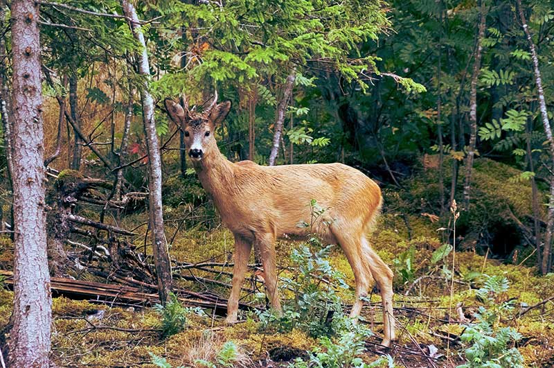 East Coast Deer Likely To Have CWD.