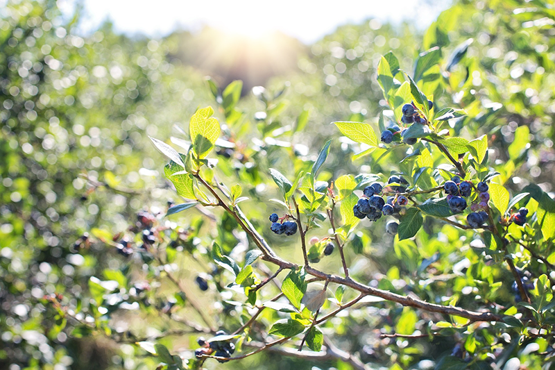 Starting a Blueberry Farm