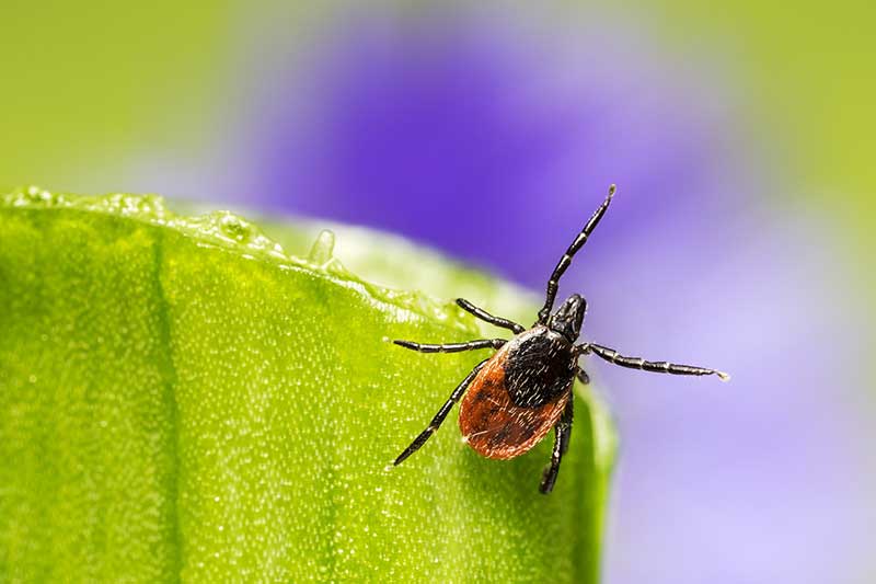 Tick Movement In Spring