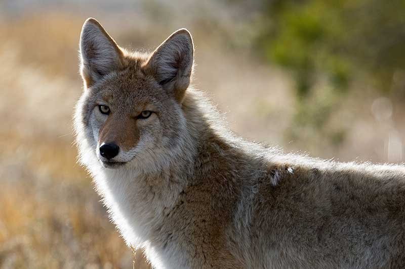 Coyote Attacks Deer Video Captures