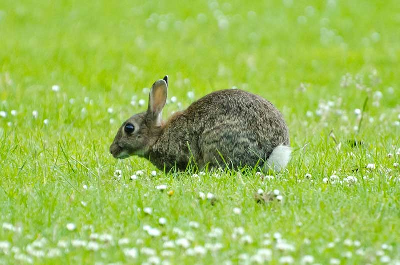 Repel Rabbits From Gardens