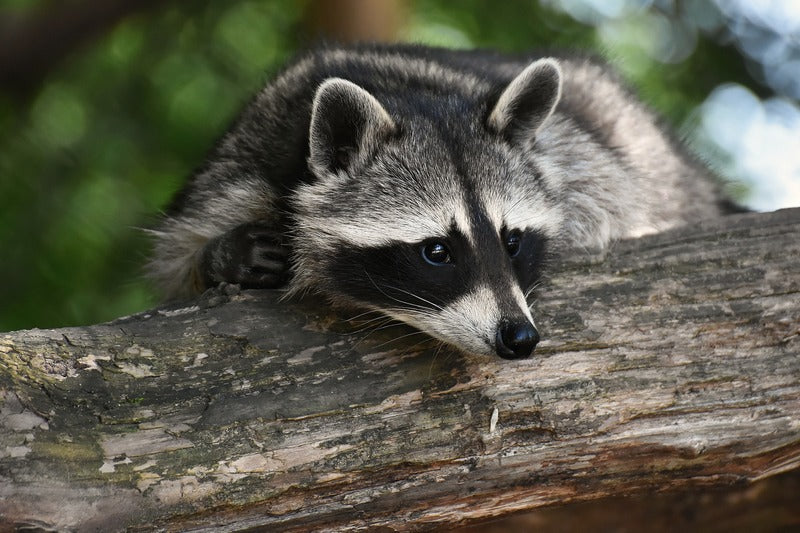 Gardeners Dealing With Raccoons