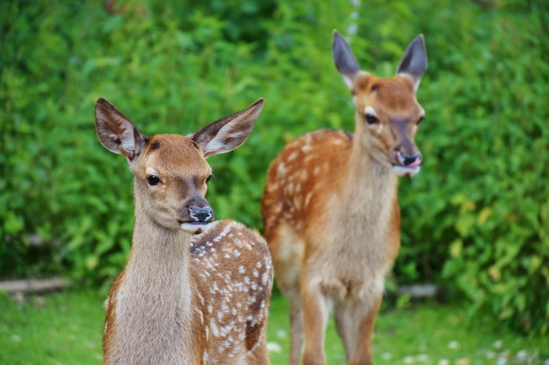 Deer Patterns In Summer