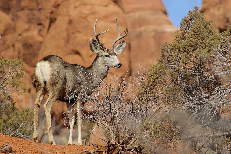 New Utah Mule Deer Management Plan