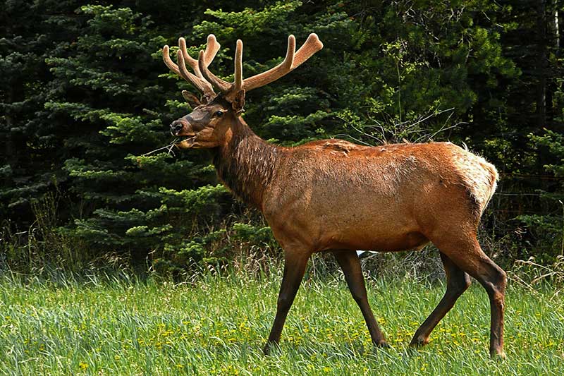 Top States To See Elk