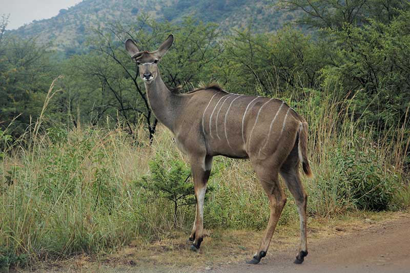 Watch For Deer On Roads