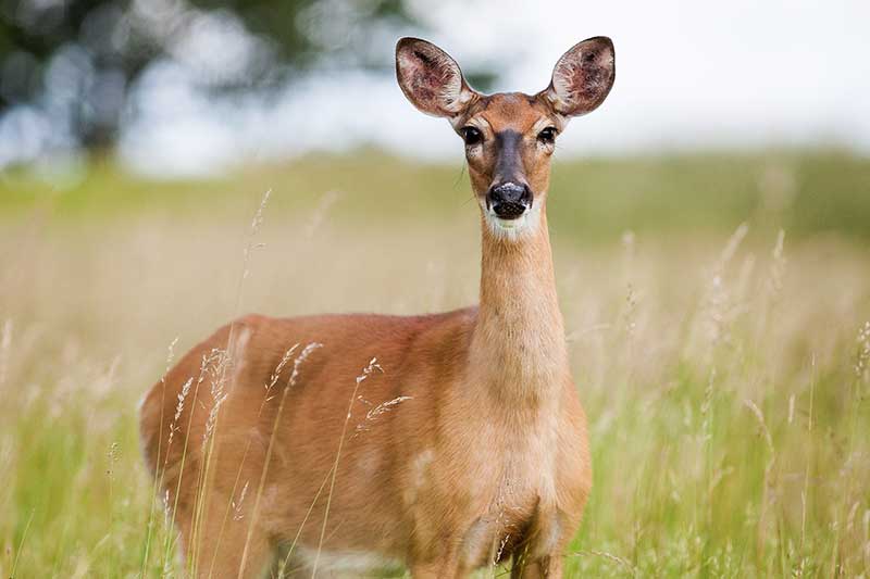 Woman, Dog Recover From Deer Attack