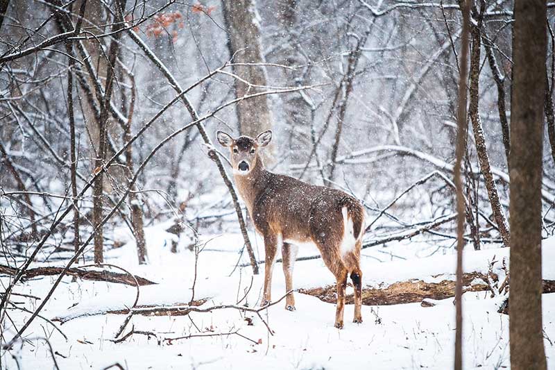 Deer Movement In Winter