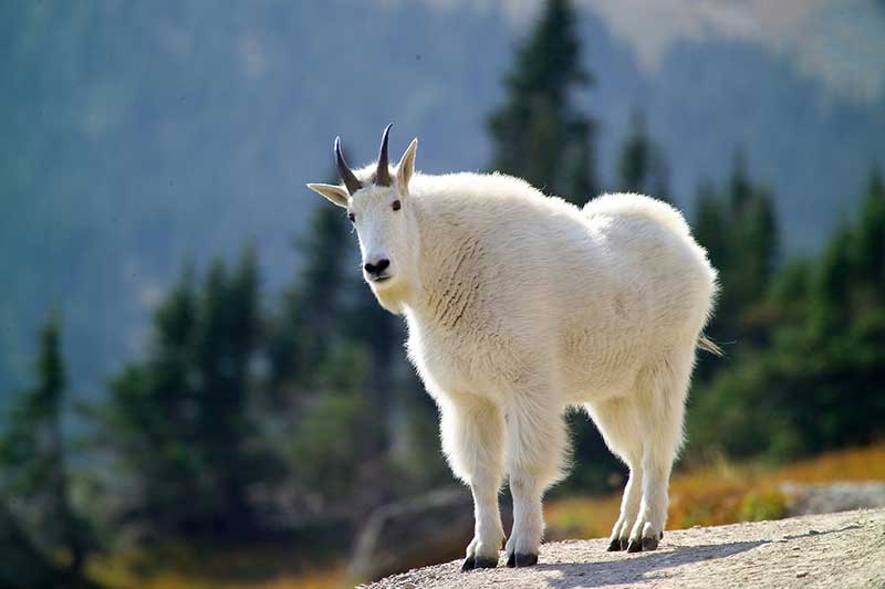 CO: Stop Feeding Mountain Goats