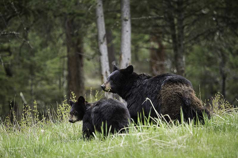 Wildlife Tour Ends In Bear Attack
