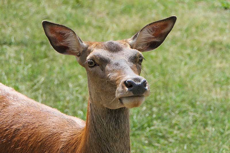 Bovine Tuberculosis In Deer