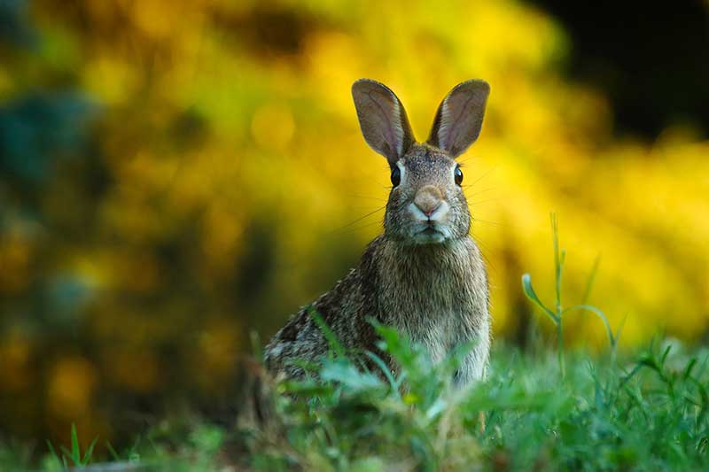 How To Rid Rabbits From Gardens