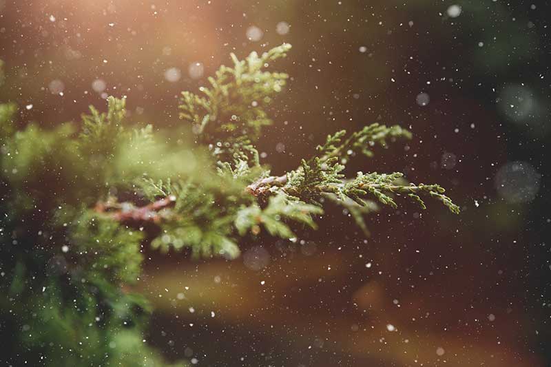 Protect Christmas Tree Farms