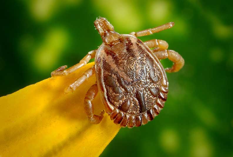 Toddler Infected By Tick Bite